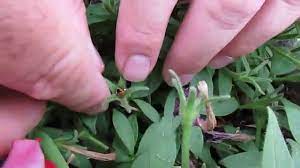 Use as ground cover, in containers or hanging shock wave petunias are perfect for borders, foundations, hanging baskets, patio containers or pathways. How To Collect Petunia Seeds Youtube