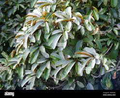 Image result for Englerophytum