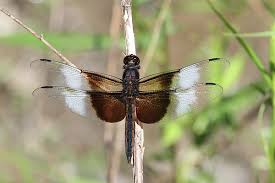 Black And Blue Widow Skimmer Dragonfly Male Widow Skimmer Dragonfly 2 Male Widow Dragonfly Male