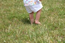 Allergie A L Herbe Causes Symptomes Et Traitements Ooreka