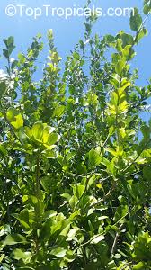 Image result for Dovyalis afra