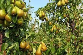pear tree ile ilgili görsel sonucu