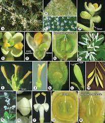 Image result for Pedaliaceae