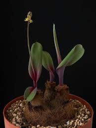 Image result for Eriospermum mackenii