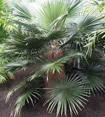 Image result for Coccothrinax