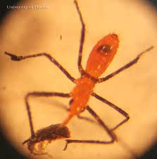 Maybe you would like to learn more about one of these? Milkweed Assassin Bug Zelus Longipes Linnaeus