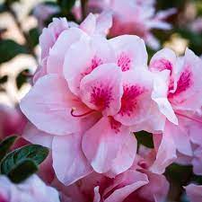 Azaleas bloom in the spring (may and june in the temperate northern hemisphere, and december and january in the southern hemisphere). Autumn Chiffon Encore Azaleas For Sale The Tree Center