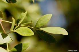 Image result for Schrebera alata