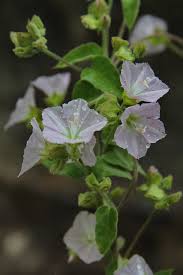 Image result for Jacquemontia paniculata