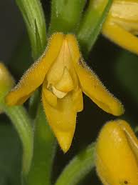 Image result for Polystachya pamelae