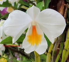 Image result for Brachycorythis velutina