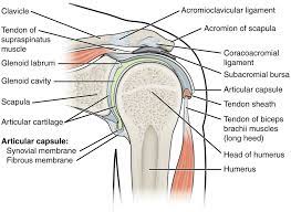 Jul 15, 2021 · human body, the physical substance of the human organism. Shoulder Anatomy Bones Shoulder Bone Anatomy Diagram Human Anatomy Diagram Shoulder Anatomy Shoulder Joint Anatomy Joints Anatomy