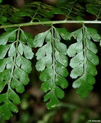 Image result for Asplenium smedsii