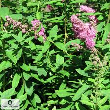 Image result for Spiraea billardii