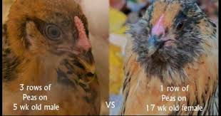 Sexing Chicks By Comb Colour Legs And Feathering Reference Easter Eggers Americana Chickens Urban Chickens