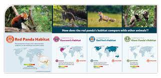 Red Pandas Colorbox Industries Exhibit Design Red Pandas Range Map Graphic Design Environmental Design Raccoon Red Panda Panda Habitat Red Fox Habitat