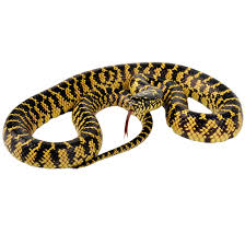 Brook's Kingsnake - ReptiChip LLC