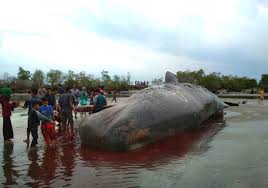 Memang untuk ukuran besar suara dapat dipengaruhi oleh beberapa faktor, misalnya medium udara dengan. Paus Sperma Menghasilkan Suara Ultrasonik Inilah Ulasan Tentang Paus Sperma Beserta Muntahannya Manandshark Perlu Diketahui Apabila Air Mani Yang Encer Atau Cair Normal Ditemukan Pada Remaja Di Masa Puber Atau Belum Matang Secara Seksual