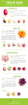 Types Of Tulips Flower Muse Blog Types Of Tulips Types Of Flowers Tulips Flowers