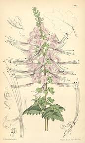 Image result for Syncolostemon linearis
