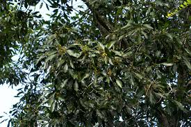 Image result for Uapaca nitida