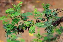 Image result for Vernonia kirungae