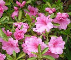 We have the delicious red haven peach; Georgia Backyard Nature Flowering Shrubs