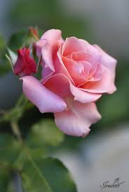 Since 1976, we have maintained the use of mamma rosa's old world ingredients, where traditional flavors come together to tantalize your taste buds. Rosa Rosa Beautiful Rose Flowers Beautiful Flowers Beautiful Roses