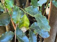 Image result for Cryptocarya woodii