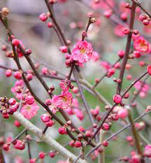 Check spelling or type a new query. 8 Plants That Flower In Winter Triangle Gardener Magazine