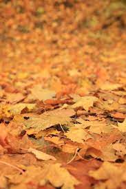 Choose from over a million free vectors, clipart graphics, vector art images, design templates, and illustrations created by artists worldwide! Autumn Leaves Maple Leaves Mixed Fall Colors Background Stock Photo Image Of Colorful Leaves 170954642