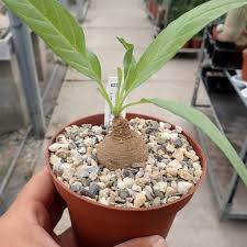 Image result for Ipomoea oenotherae