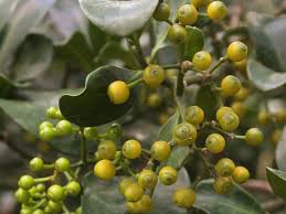 Image result for Psychotria succulenta