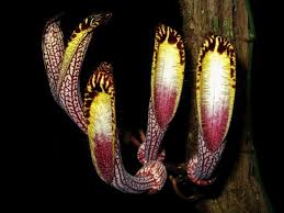 Image result for Aristolochia heppii