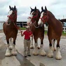 What is the standard size for the clydesdale horse? 15 Things That Get Bigger Than We Thought They D Get Clydesdale Horses Horses Big Horses