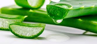 Resultado de imagen para imagen ALOE VERA
