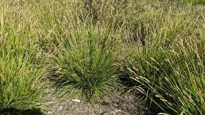 Image result for Pogonarthria