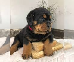 We did not find results for: Puppyfinder Com Rottweiler Puppies Puppies For Sale Near Me In Colorado Usa Page 1 Displays 10