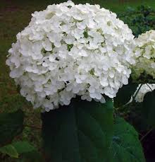 The more alkaline the soil, the pinker the flowers. The Gorgeous Hydrangea Full Introduction Care And Tips My Decorative