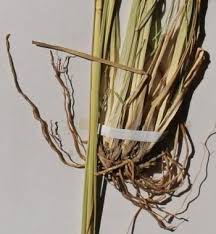 Image result for Sporobolus mauritianus