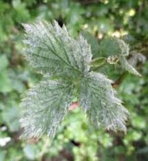 Image result for květopas jahodníkový