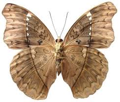 Image result for Rawsonia burtt-davyi