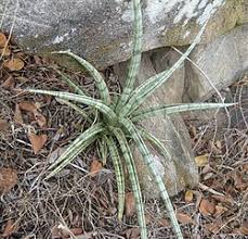 Image result for Seddera suffruticosa