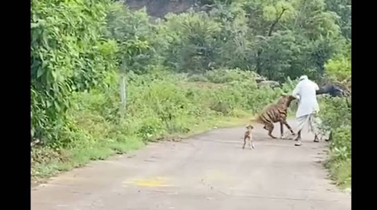 Viral video of Hyena attack: 70-year-old injured by hyena was warned minutes before attack by videographer | Pune News