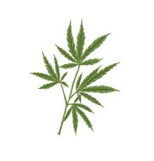 Brighten up your walls, and support independent artists. Marijuana Plant Drawing Vector Images Over 2 000