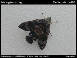 Image result for Isoglossa gregorii