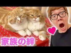 hikakin まるおともふこ 感動の絆涙 仲良しさん笑 可愛い 猫 ペット 癒し 猫 仲良し ペット