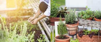 Ich bin mir nicht so sicher ab wann man diese reinholen sollte um sie zu überwintern. Krauter Pflanzen Leicht Gemacht So Geht S Tante Fanny