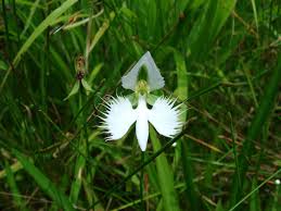 Image result for Habenaria petitiana