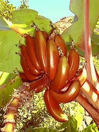 It was junk, sent by an unknown third party who is not using feedblitz to send their emails or manage their rss feeds. Hamparan Seni Cara Menanam Pisang